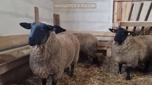 Самая мясная порода овец! Разведение овец породы Суффолк! Племенные бараны Суффолк в России!