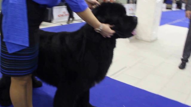 Piternyuf Monte Kristo, 4 years, Saint-Petersburg newfoundland Specialty. смотреть онлайн