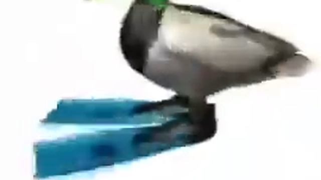 Утка кружится под битбокс/Duck rotating under beatbox (1 час/1 hour) смотреть онлайн