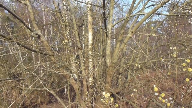 Willow tree - Salix - Selja - Víðitré í blóma - Garðtré смотреть онлайн