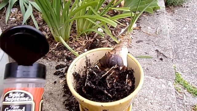 Planting An Amayllis/Hippeastrum Bulb Outdoors смотреть онлайн