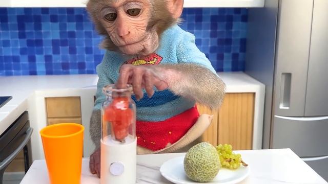 Monkey Baby Bon Bon Harvests Fruit On The Farm To Make Watermelon Smoothies
