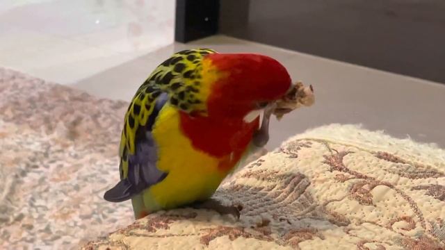 Rosella смотреть онлайн