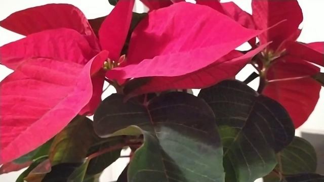 КАК УХАЖИВАТЬ ЗА РОЖДЕСТВЕНСКОЙ ЗВЕЗДОЙ ПОСЛЕ ПОКУПКИ ? смотреть онлайн