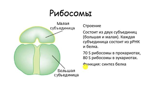 СТРОЕНИЕ КЛЕТКИ. двумембранные и немембранные органоиды Ядро смотреть онлайн