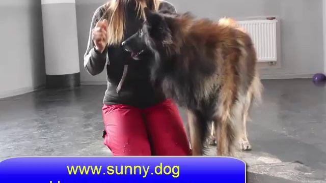 Малинуа или тервюрен. Правильно выбираем породу. смотреть онлайн