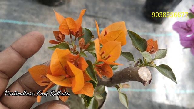 Exotic Bougainville plant Nursery Kolkata Thai variety paper flower online sale 9062334424 смотреть онлайн