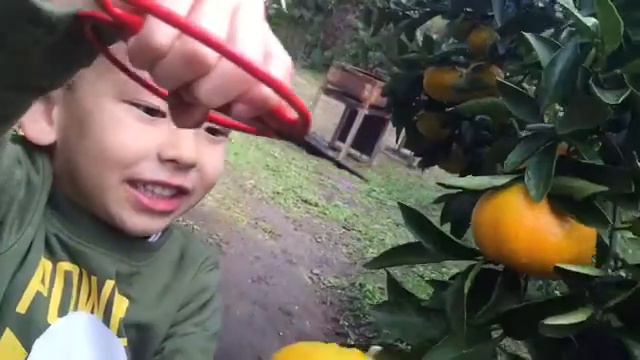 Япония. Мандариновое барбекю.Радость для детей и обжираловка для взрослых! смотреть онлайн