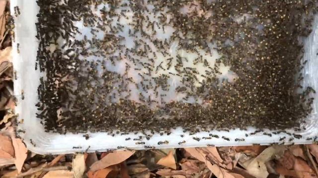 Discovered a super giant colobopsis leonardi ant nest ? смотреть онлайн