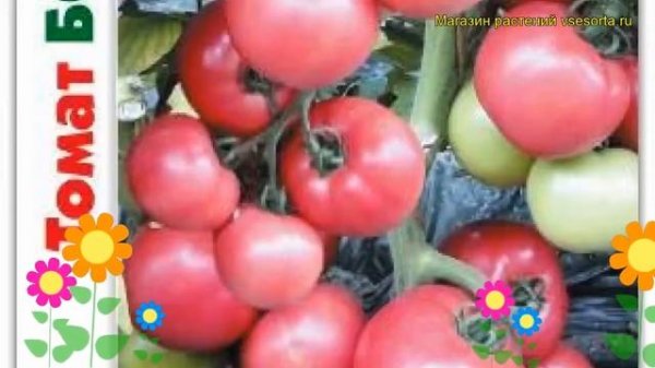 Томат Томат Бомбей F1. Краткий обзор, описание характеристик solanum lycopersicum Tomat Bombej F1