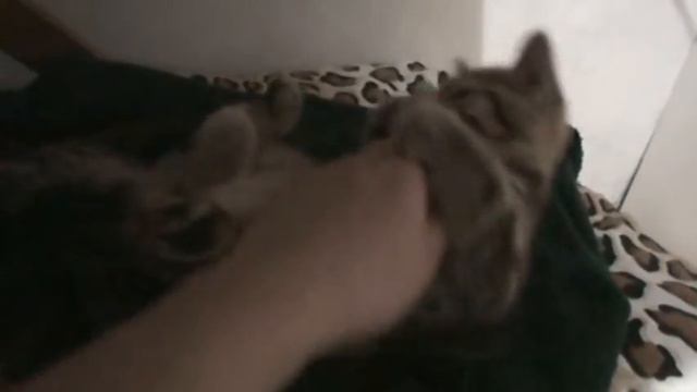 Пузик-карапузик. смотреть онлайн