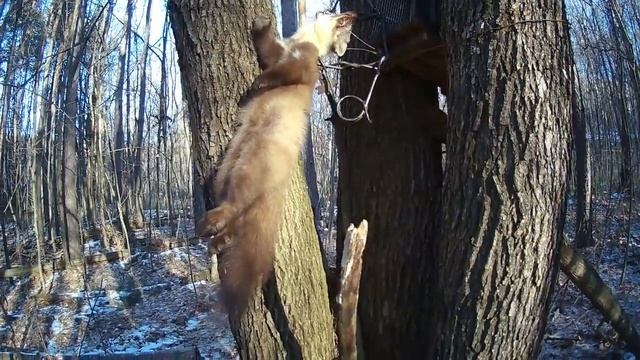 Охота на куницу капканами кп-120 2022 г.3 декабря. проверяю капканы. смотреть онлайн