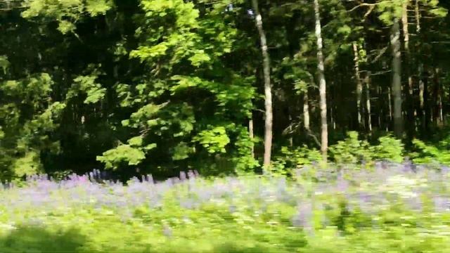 Большая дача. Дачи в Вильнюсе.Красота... смотреть онлайн