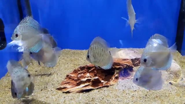 Дискус Голубой Скорпион (Discus Blue Scorpion) смотреть онлайн