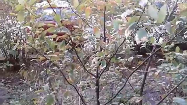 Почему черемуха зацвела в сентябре смотреть онлайн