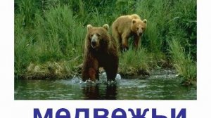 Животные хищники медведи, волки, гиены