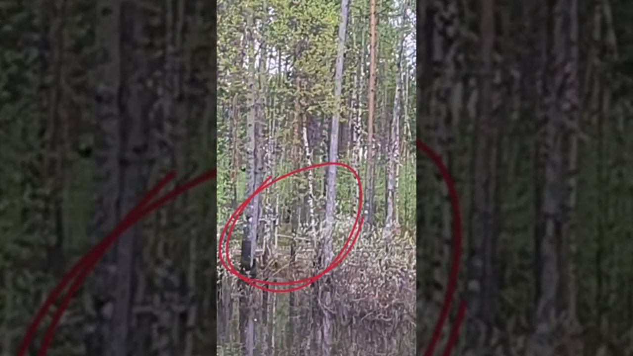 СТРАШНО ДО ЖУТИ❗️ МЕДВЕДЬ НА РЫБАЛКЕ #медведь #рыбалка смотреть онлайн