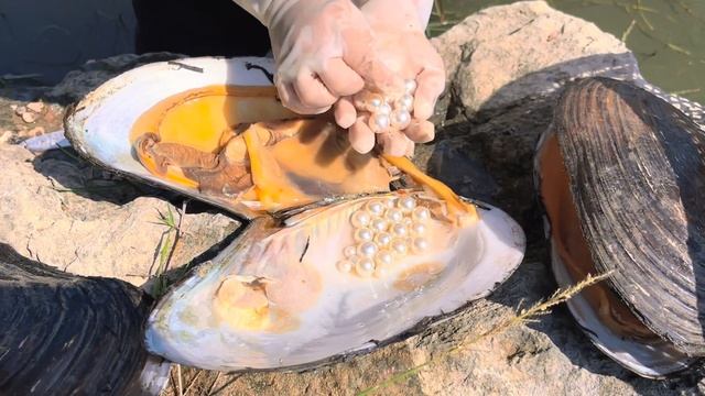 You have never seen a perfect clam pearl nurtured by river clams and fushou snails смотреть онлайн