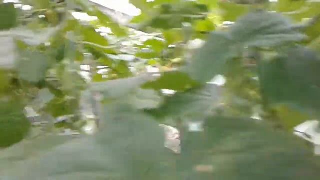 Прищипка огурцов-добавка урожая. смотреть онлайн