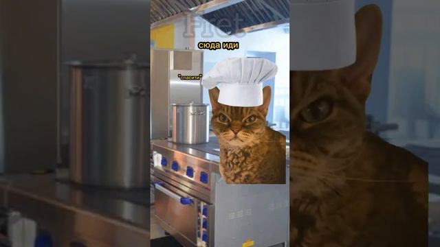 Школьная столовая👩_🍳 #котики #cat #мем смотреть онлайн