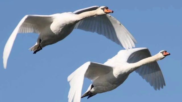 Життя -Дарунок Бога! смотреть онлайн