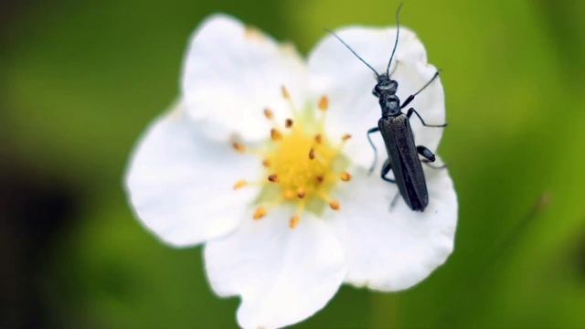 Красивые птицы бабочки жуки Харьков 2021 смотреть онлайн