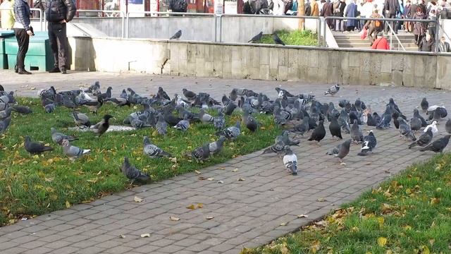 Canon PowerShot G15 flock of pigeons by central trains station test video Riga Latvia смотреть онлайн