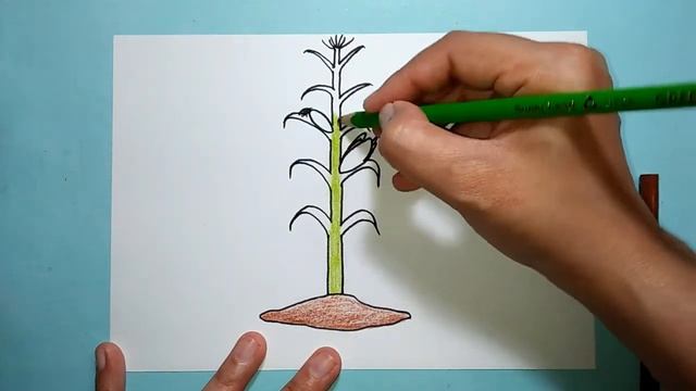 Drawing Corn Plant смотреть онлайн