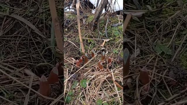 Проростки лука Суворова смотреть онлайн