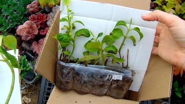 ПОСЫЛКА С ГОРТЕНЗИЯМИ . ПОЛУЧАЮ ЧЕРЕНКИ МАКРОФИЛЫ смотреть онлайн