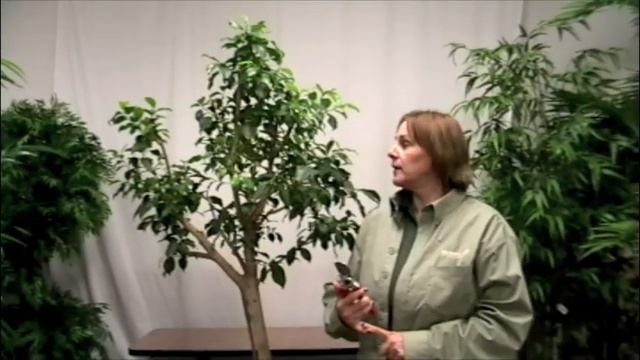 Prune This: Pruning A Ficus Tree, Ficus Nitida