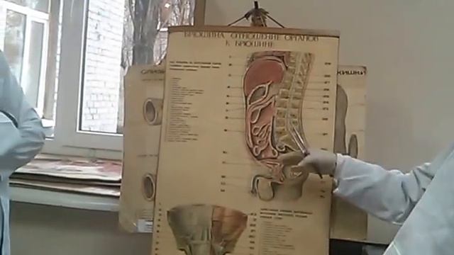 Брюшина. Peritoneum. анатомия часть 2 смотреть онлайн