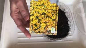 Посев тонколистных бархатцев на рассаду