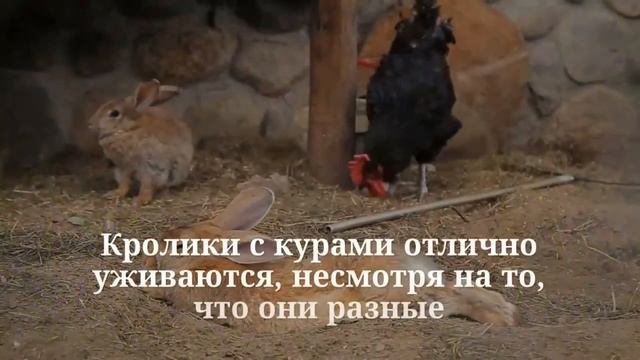 Составной союз «несмотря на то что». Как пишется? Пунктуация смотреть онлайн