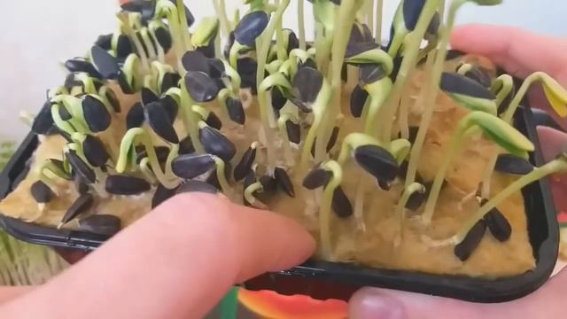 МИКРОЗЕЛЕНЬ НА АГРОВАТЕ смотреть онлайн