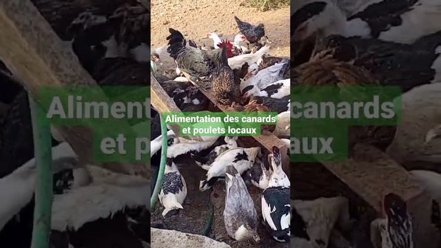alimentation des canards et poulets locaux смотреть онлайн