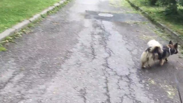 Наша "зайка" заболела....капельницы, уколы, антибиотики(((( смотреть онлайн