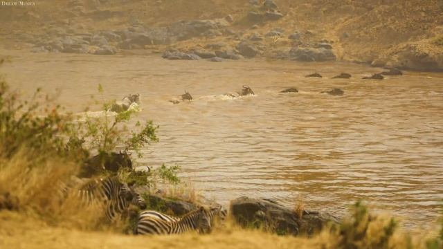 4K African Wildlife: Amboseli National Park - Real Sounds of Africa - 4K Video Ultra HD смотреть онлайн