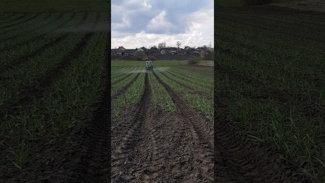 Первая обработка чеснока фунгицидом. смотреть онлайн