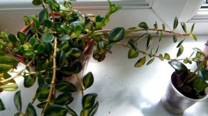 #Растим нематантус Nematanthus . Как размножить. В чем залог его успешного выращивания. Солейролия