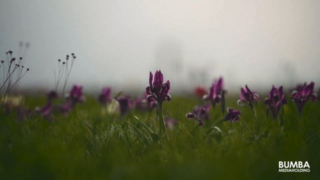 Как ты прекрасна, степь моя, в апреле! К 100-летию Давида Никитича Кугультинова смотреть онлайн