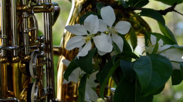 Romantic saxophone A lonely shepherd Osamělý pastýř Der einsamer Hirte (292) АК SAX MUSIC смотреть онлайн