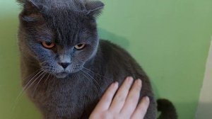 Злой британец, шипит и дерется / кот Сильвер / Характер британского кота