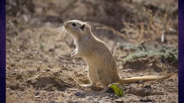 NSO О МОНГОЛЬСКИХ ПЕСЧАНКАХ!!! |-| Введение!