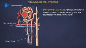 8 класс - Биология - Выделение. Органы выделения