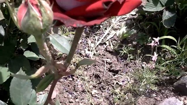 Заготовка чесночных стрелок и зеленого лука на зиму смотреть онлайн