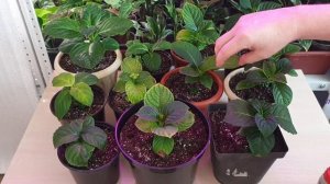 хлороз у крупнолистной гортензии. почему появился и как его вылечить !