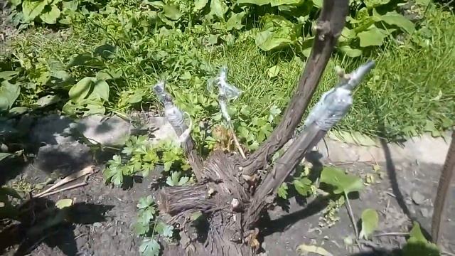 Прививка винограда и Цветение винограда сортов Дружба Лидия Бианка Йоханитер Молдова смотреть онлайн