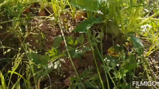 Об огороде, урожае и разных мелочах. Суп-борщ из ботвы.