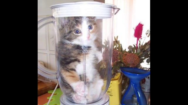 Kitty In Blender